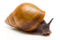 Achatina achatina depravata Ghana semiadult 8cm